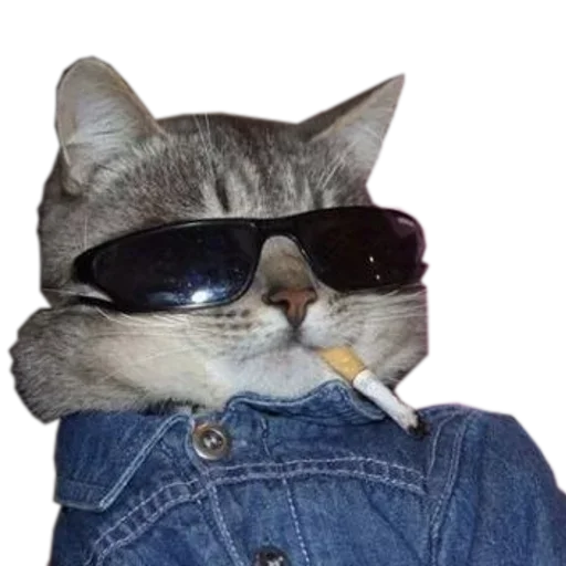 😚 Стикер «Catsrule» для Telegram