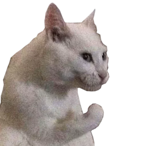😙 Стикер «Catsrule» для Telegram