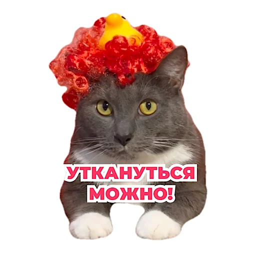 🐥 Стикер «kotiynet» для Telegram