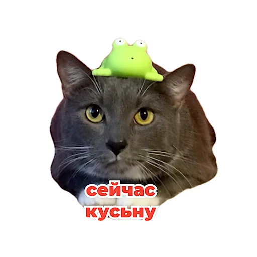 😼 Стикер «kotiynet» для Telegram