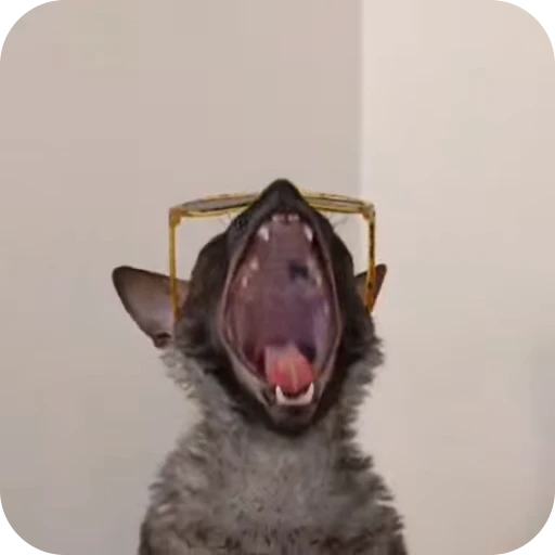 🌟 Стикер «Котомыш Ядовитый и Летучий» для Telegram