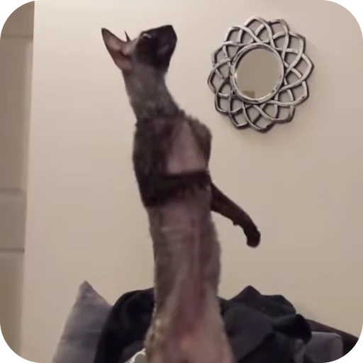 🌟 Стикер «Котомыш Ядовитый и Летучий» для Telegram