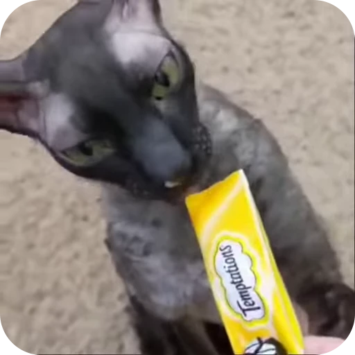 🍫 Стикер «Котомыш Ядовитый и Летучий» для Telegram