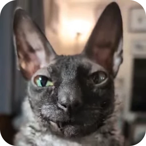 🌟 Стикер «Котомыш Ядовитый и Летучий» для Telegram