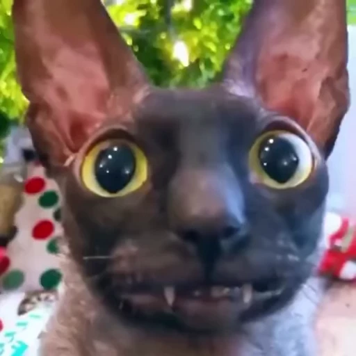 😻 Стикер «Котомыш Ядовитый и Летучий» для Telegram