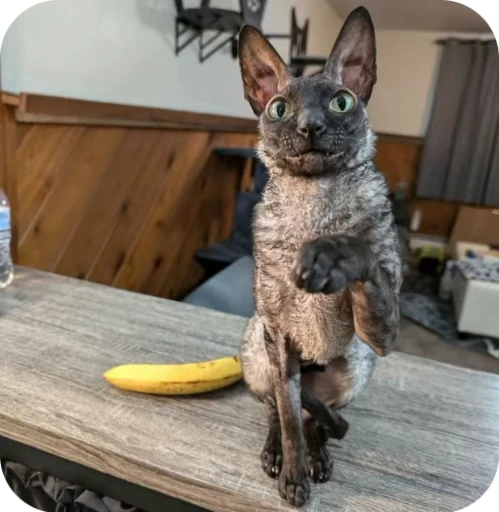🌟 Стикер «Котомыш Ядовитый и Летучий» для Telegram