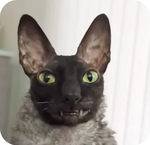 🌟 Стикер «Котомыш Ядовитый и Летучий» для Telegram