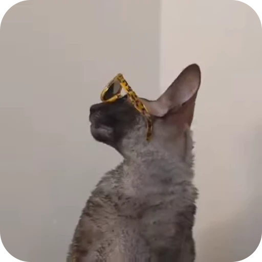 🌟 Стикер «Котомыш Ядовитый и Летучий» для Telegram