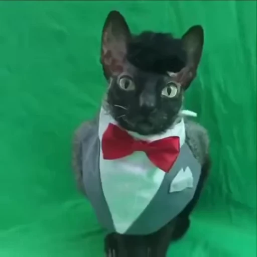 😏 Стикер «Котомыш Ядовитый и Летучий» для Telegram