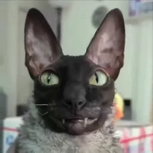 😺 Стикер «Котомыш Ядовитый и Летучий» для Telegram