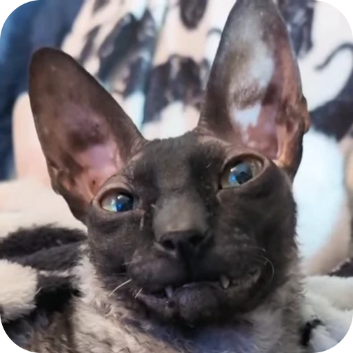 🌟 Стикер «Котомыш Ядовитый и Летучий» для Telegram