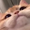 Стикер 43 Котнота