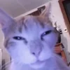 Стикер 59 Котнота