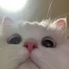 Стикер 31 Котнота