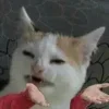 Стикер 55 Котнота