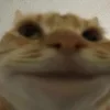 Стикер 48 Котнота