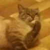 Стикер 26 Котнота