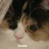 Стикер 14 Котнота
