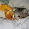 Стикер 9 Котнота