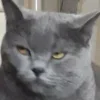Обложка набора Котнота