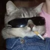 Стикер 16 Котнота