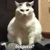 Стикер 13 Котнота
