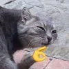 Стикер 35 Котнота