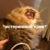 Стикер 53 Котнота