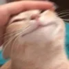 Стикер 17 Котнота