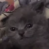 Стикер 23 Котнота