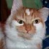 Стикер 39 Котнота