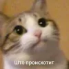 Стикер 44 Котнота