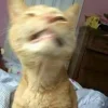 Стикер 10 Котнота
