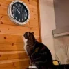 Стикер 37 Котнота