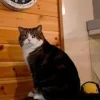 Стикер 38 Котнота