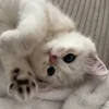 Стикер 60 Котнота