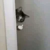 Стикер 47 Котнота