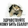 Стикер 8 Котнота