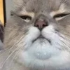 Стикер 2 Котнота