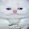 Стикер 40 Котнота