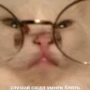 Стикер 51 Котнота