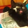 Стикер 20 Котнота
