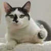 Стикер 32 Котнота