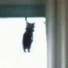 Стикер 12 Котнота