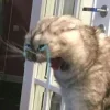 Стикер 15 Котнота