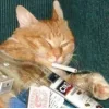 Стикер 22 Котнота