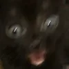 Стикер 27 Котнота