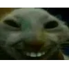 Стикер 56 Котнота