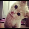 Стикер 58 Котнота