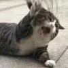 Стикер 11 Котнота